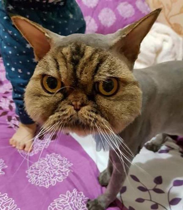 Pet Cat Returns Completely Bald Except For His Face (3 pics)