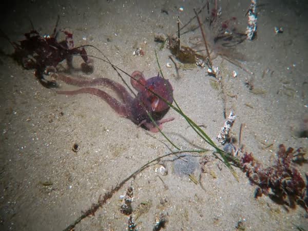 Red Octopus Disappears Into A Mysterious Hole