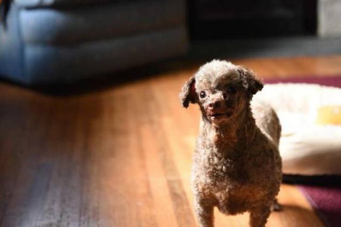 Dog Sees The Light Of The Sun For The First Time In Entire Life (12 pics)