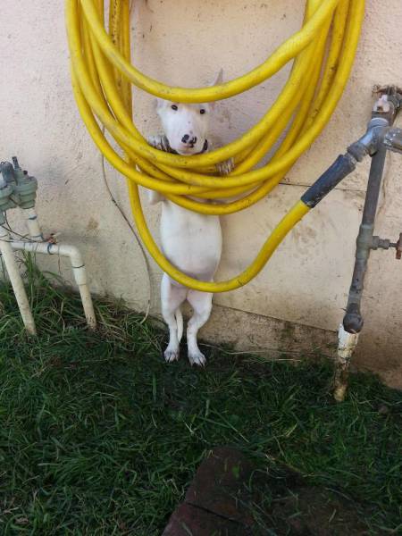 Dogs Seem To Be Afraid Of Generally Everything (40 pics)