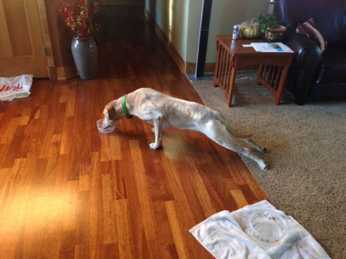 Dogs Seem To Be Afraid Of Generally Everything (40 pics)