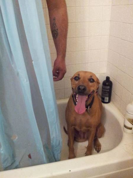 Dogs Seem To Be Afraid Of Generally Everything (40 pics)