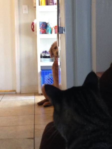 Dogs Seem To Be Afraid Of Generally Everything (40 pics)