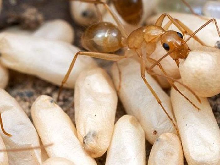 Some People Eat The Eggs Of Mexican Ants (10 pics)