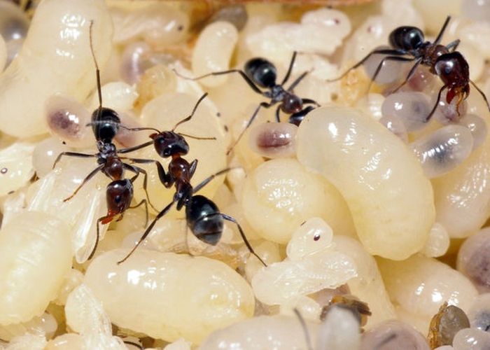 Some People Eat The Eggs Of Mexican Ants (10 pics)