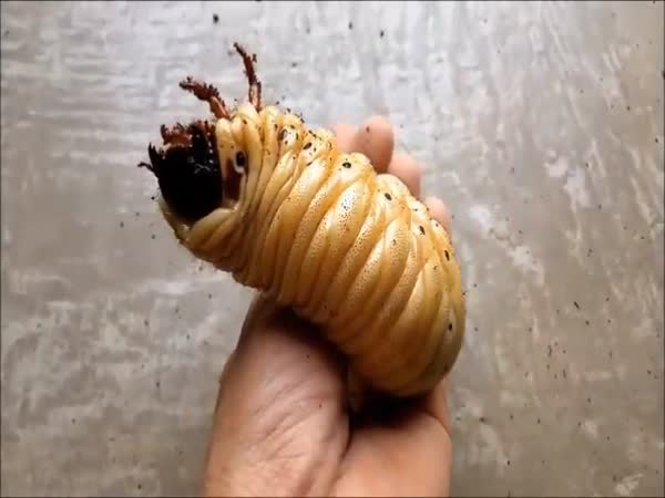 Stages Of Life Of The Beetle