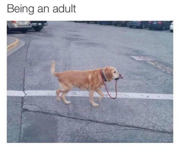 Being An Adult Is So Much Harder Than It Looks (22 pics)