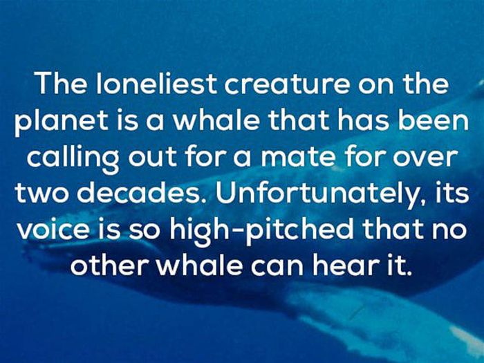 These Facts Will Convince You That This World Really Is A Creepy Place (23 pics)
