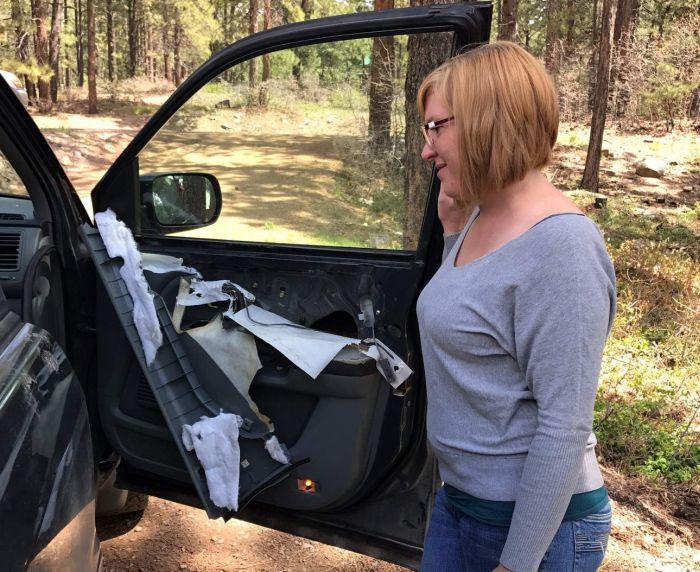 Bear Destroys Vehicle In Forest Lakes Subdivision (5 pics)