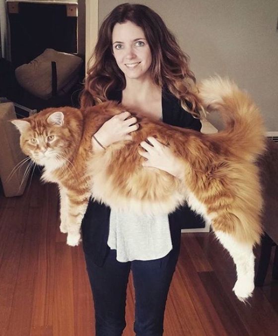 Extra Long Cat Claims To Hit The Guinness Book Of Records (10 pics)