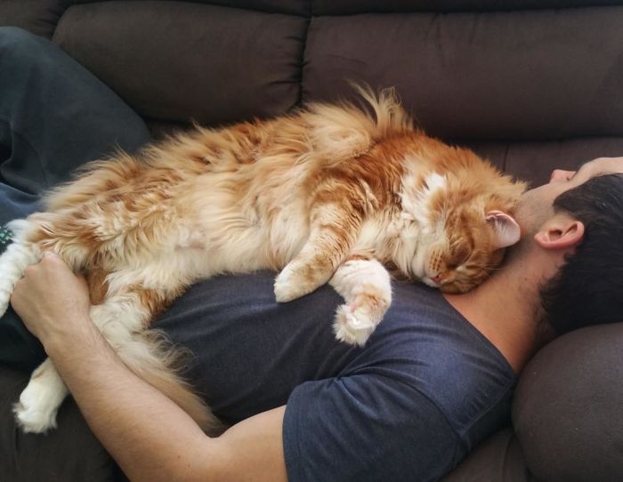 Extra Long Cat Claims To Hit The Guinness Book Of Records (10 pics)