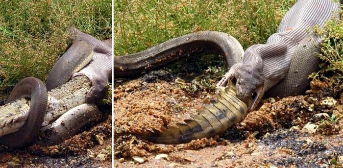 Australian Animals That Took Things Way Too Far (16 pics)