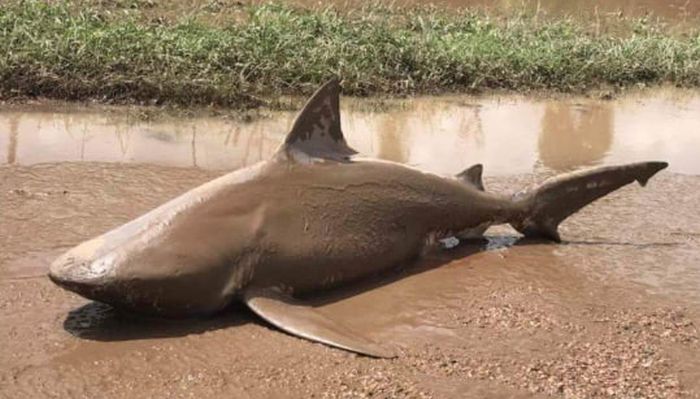 Australian Animals That Took Things Way Too Far (16 pics)
