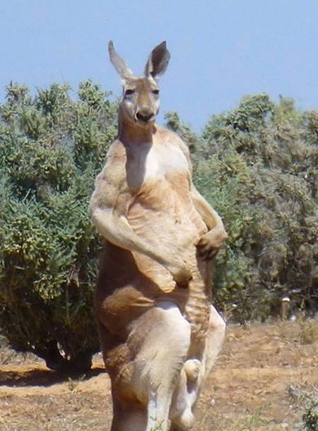 Australian Animals That Took Things Way Too Far (16 pics)