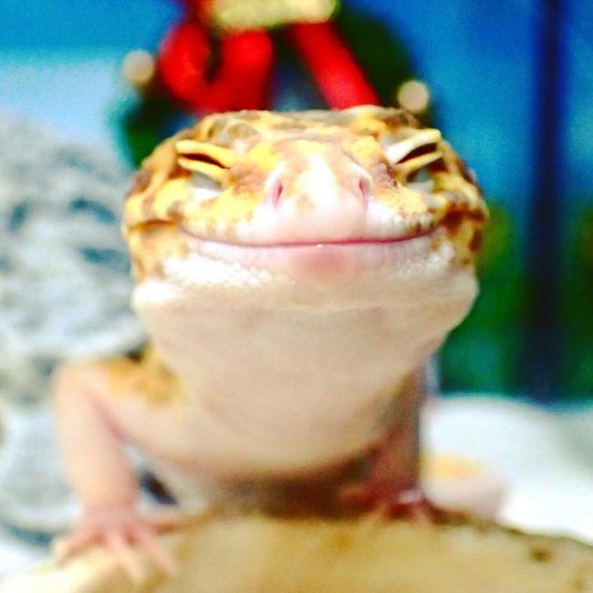 This Gecko Smiling With His Toy Gecko Is Pure Joy (9 pics)