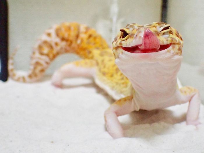 This Gecko Smiling With His Toy Gecko Is Pure Joy (9 pics)