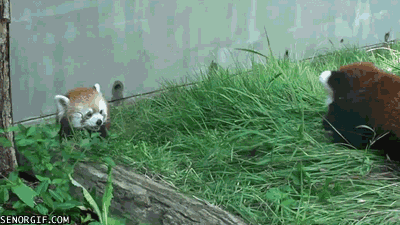 Acid Gifdump, May 22, 2017 (25 gifs)