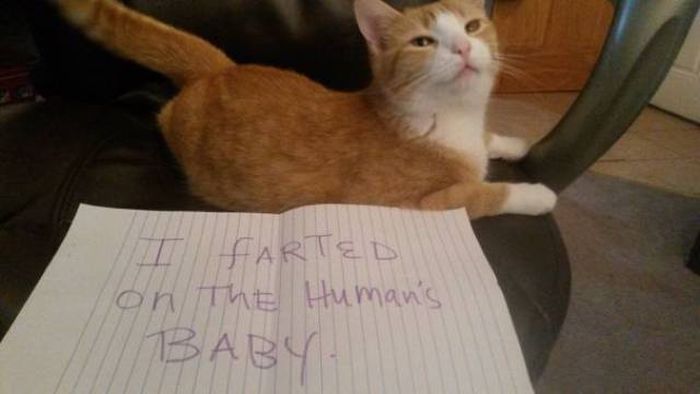 Justice Doesn't Care How Cute Your Pet Is (35 pics)