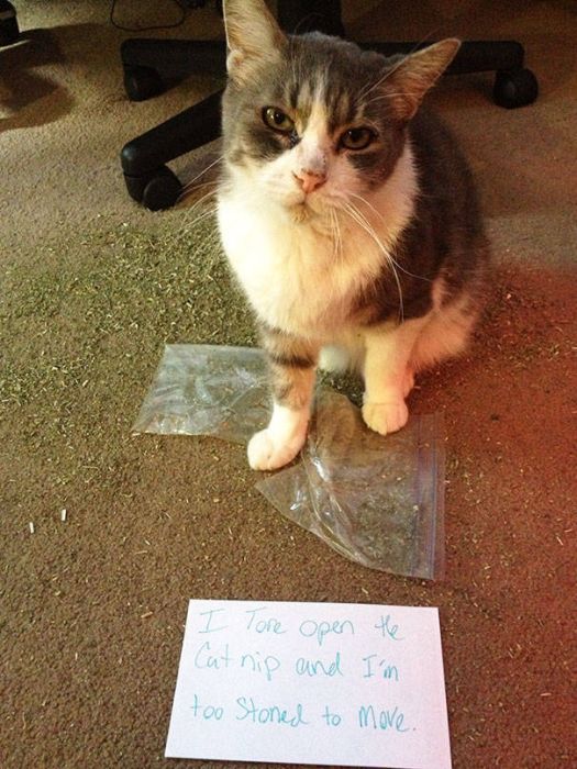 Justice Doesn't Care How Cute Your Pet Is (35 pics)