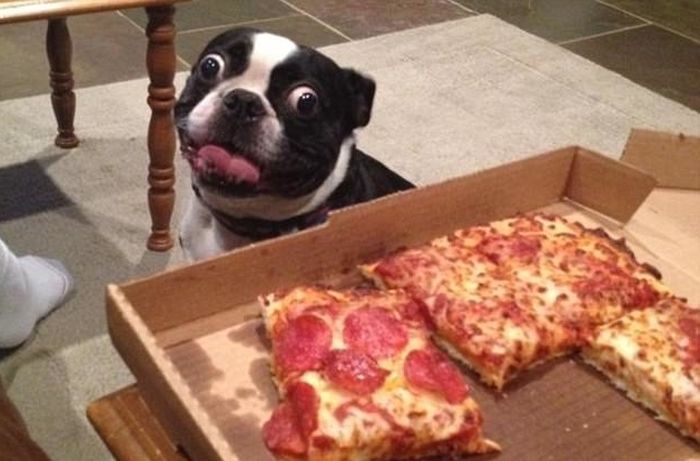 A Collection Of Funny Dogs From Around The World (22 pics)