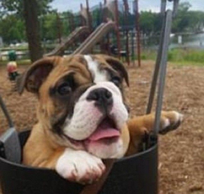 A Collection Of Funny Dogs From Around The World (22 pics)