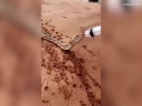 Thirsty Snake Drinks Water From A Syringe In The Desert Line