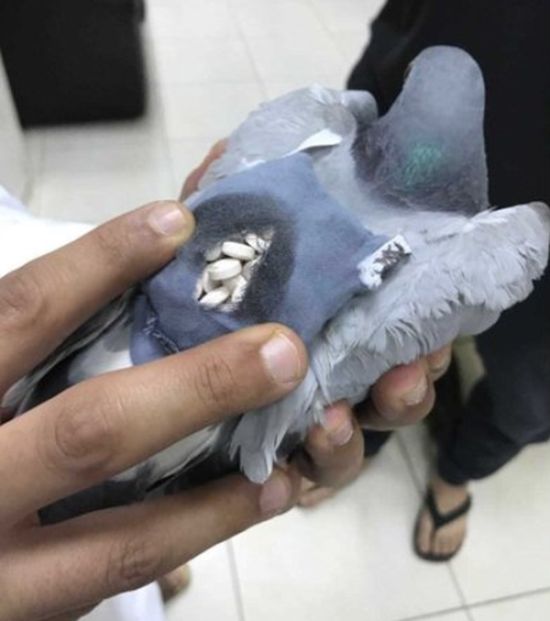 Pigeon Get Busted Smuggling Drugs (4 pics)