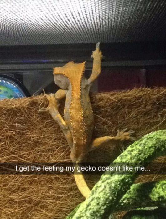 Hilarious Snapchat Pics That Will Keep You Laughing All Week Long (22 pics)