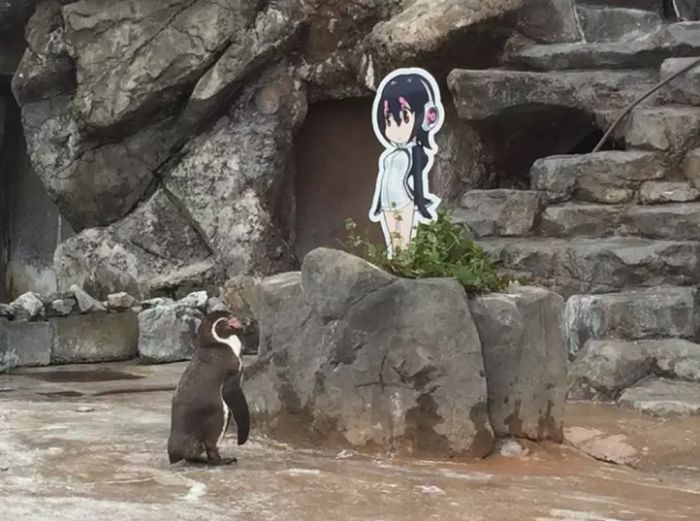 Penguin Falls In Love With An Anime Cutout After Getting Dumped (5 pics)
