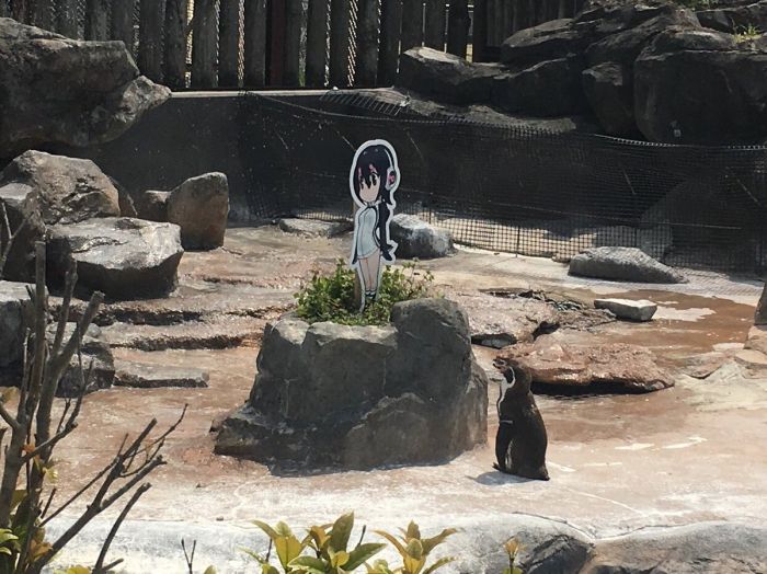 Penguin Falls In Love With An Anime Cutout After Getting Dumped (5 pics)