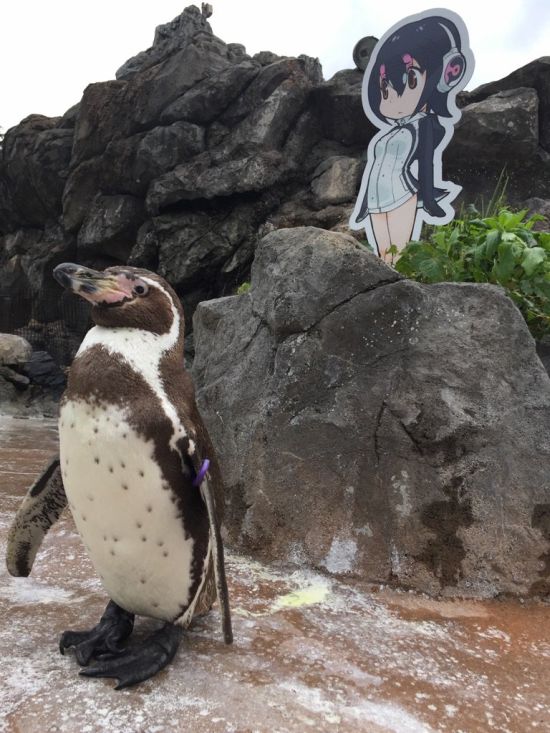 Penguin Falls In Love With An Anime Cutout After Getting Dumped (5 pics)