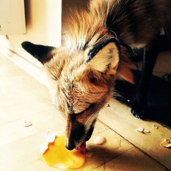 Rescued Fox Gets A New Friend (18 pics)