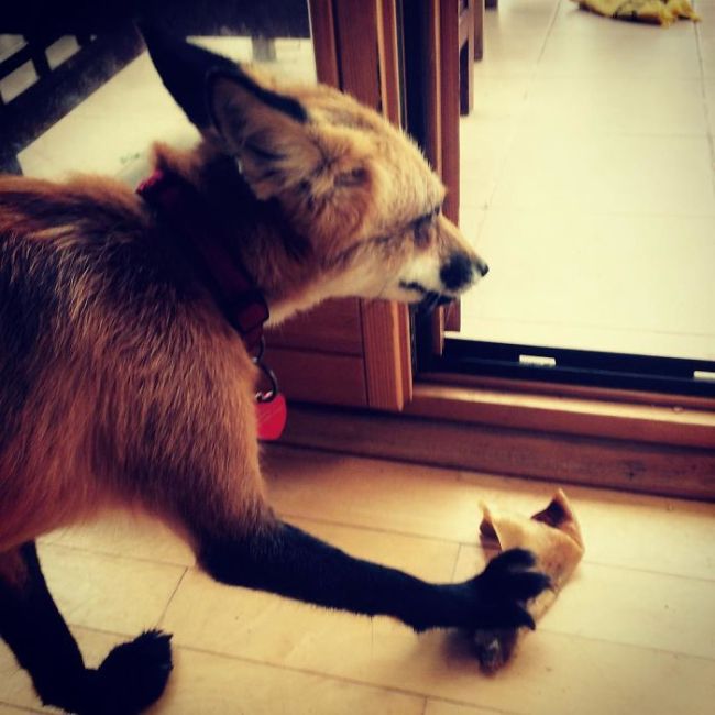 Rescued Fox Gets A New Friend (18 pics)