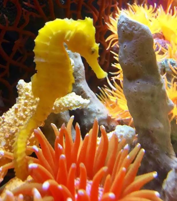 Girl Rescues Seahorse After Mistaking It For A Cheeto (8 pics)