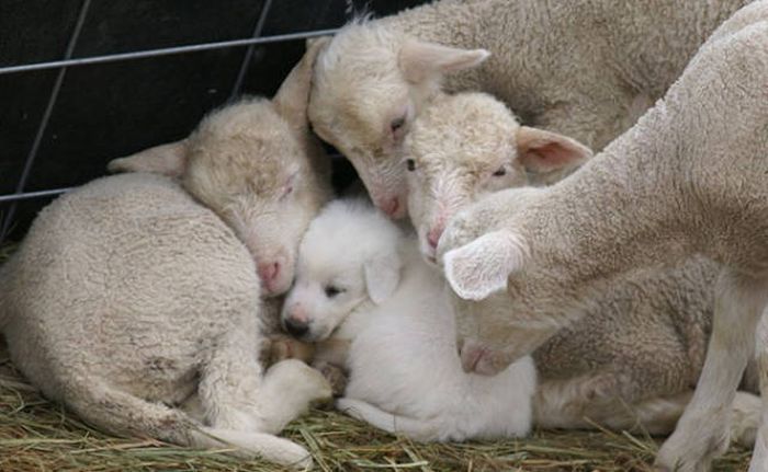 Something Is Very Wrong With These Photos (48 pics)