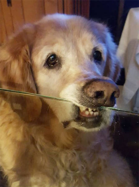 Dogs Are Really Good At Getting Into Trouble (40 pics)