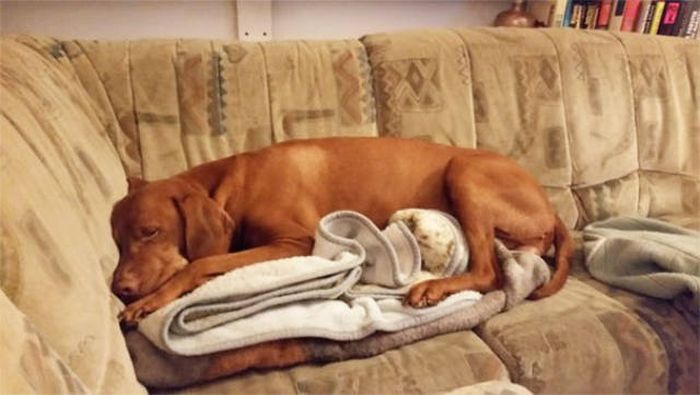 Dogs Are Really Good At Getting Into Trouble (40 pics)