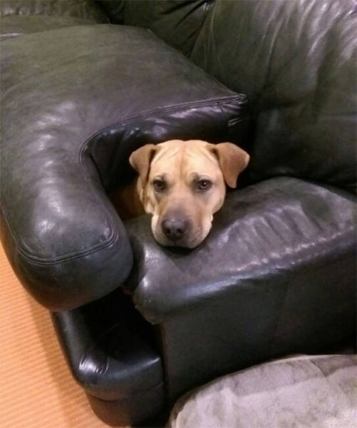 Dogs Are Really Good At Getting Into Trouble (40 pics)