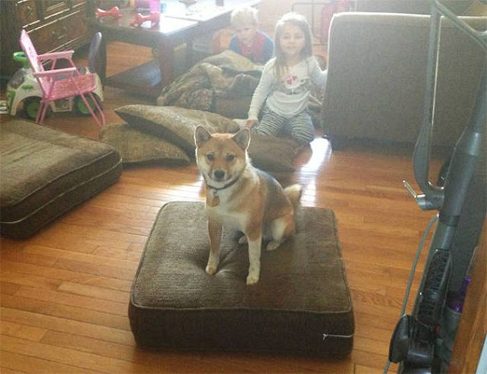 Dogs Are Really Good At Getting Into Trouble (40 pics)