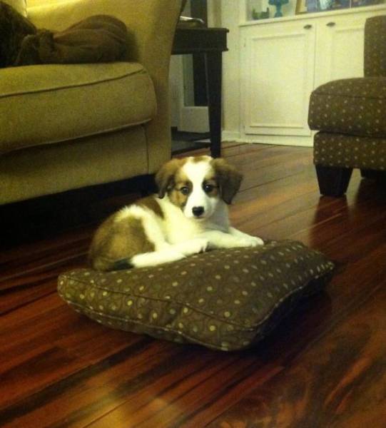 Dogs Are Really Good At Getting Into Trouble (40 pics)
