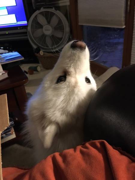 Dogs Are Really Good At Getting Into Trouble (40 pics)