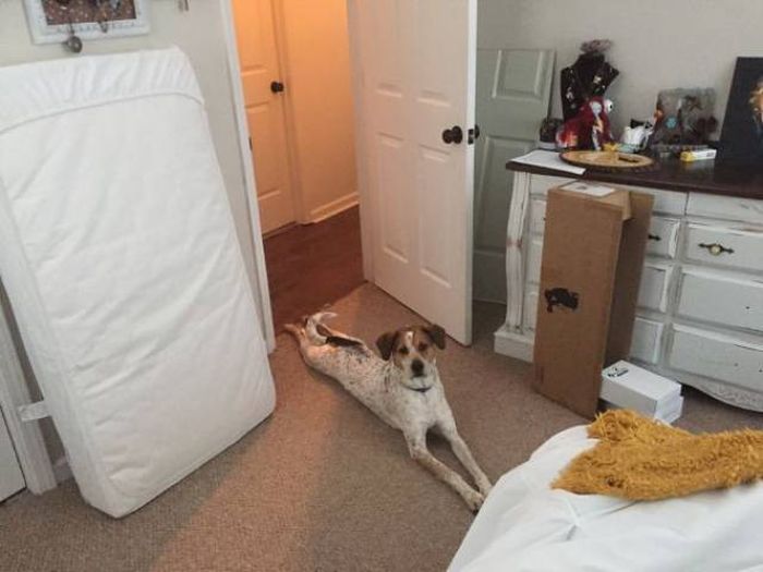 Dogs Are Really Good At Getting Into Trouble (40 pics)