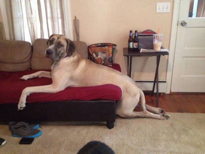 Dogs Are Really Good At Getting Into Trouble (40 pics)