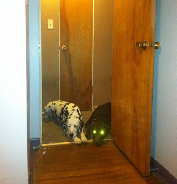 Dogs Are Really Good At Getting Into Trouble (40 pics)
