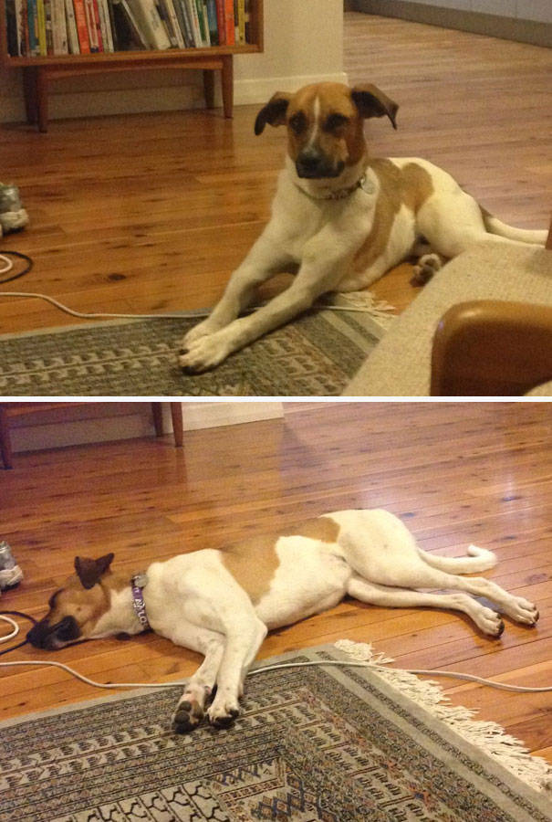 Dogs Are Really Good At Getting Into Trouble (40 pics)