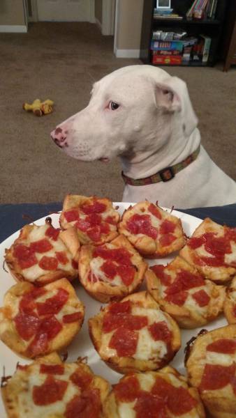 Dogs Are Really Good At Getting Into Trouble (40 pics)