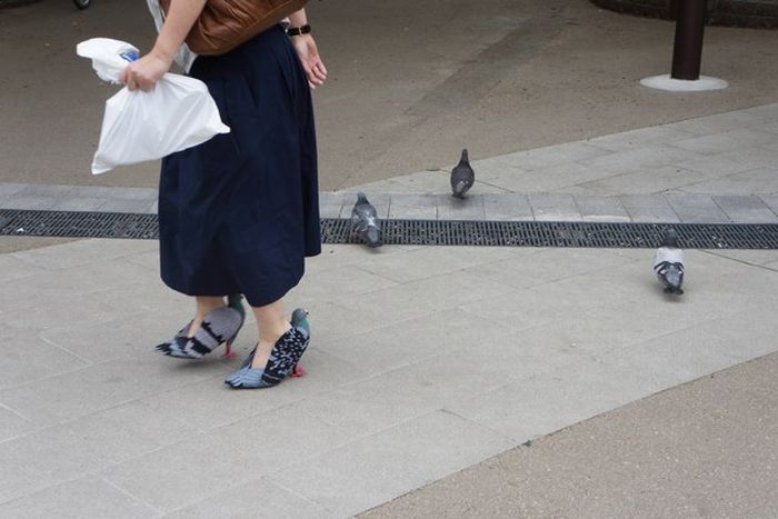 These Shoes Look Just Like Pigeons (6 pics)