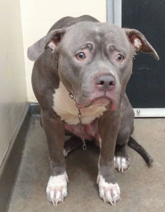 Dog's Heartbreaking Face Of Devastation (3 pics + video)
