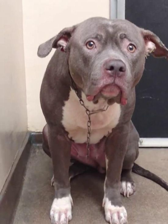 Dog's Heartbreaking Face Of Devastation (3 pics + video)