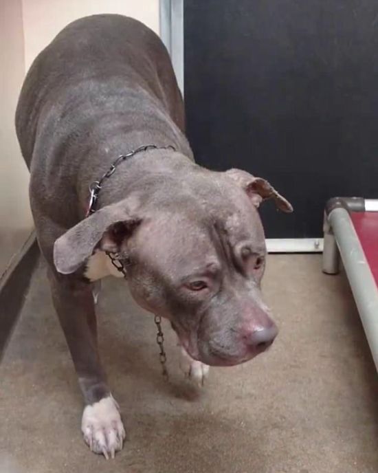 Dog's Heartbreaking Face Of Devastation (3 pics + video)